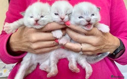 Ragdoll cats for sale: Beautiful Ragdoll kittens GCCF-seal tortie tabby  - Image 2