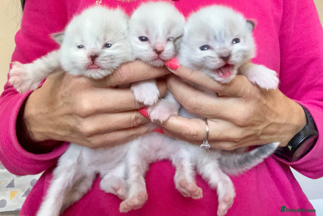 Ragdoll cats for sale: Beautiful Ragdoll kittens GCCF-seal tortie tabby  - Image 2