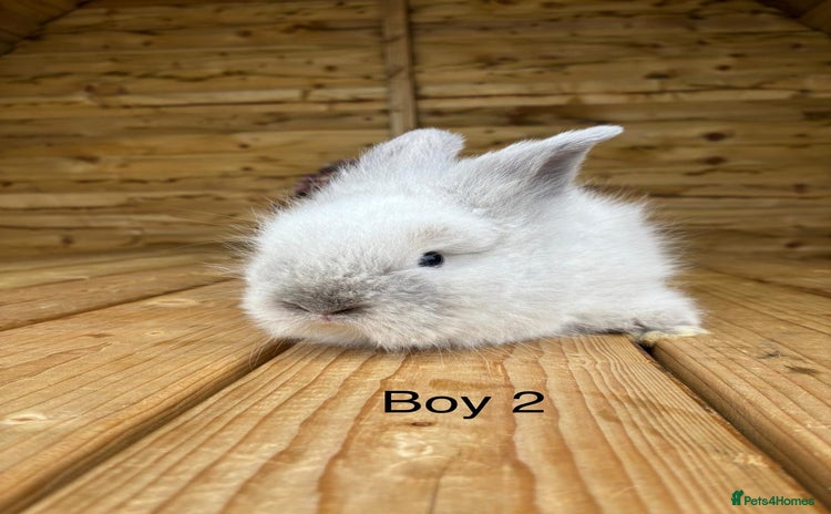 Angora rabbits - Advert 3