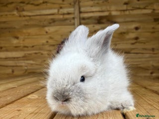 Angora rabbits - Advert 2