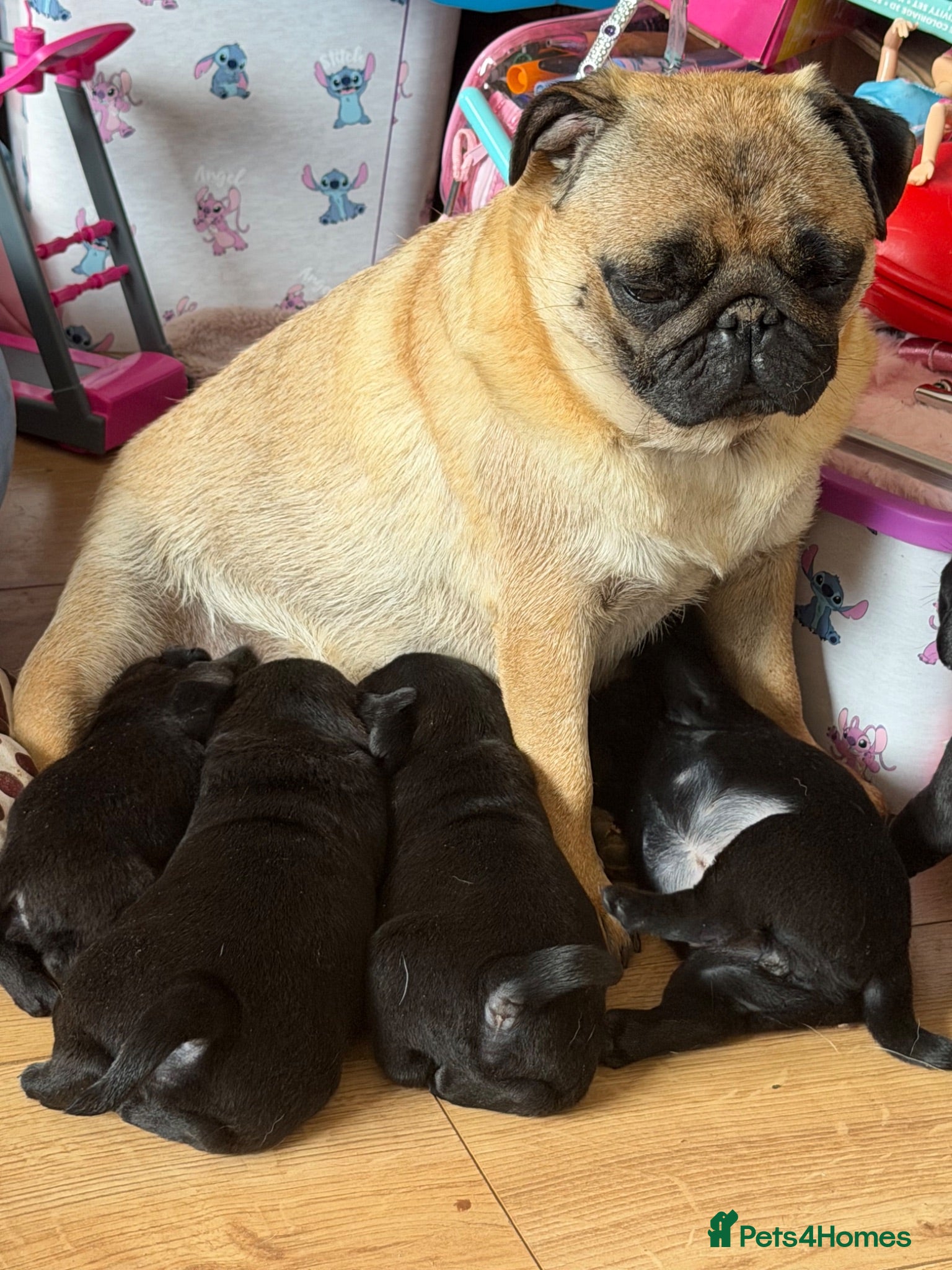 Pug dogs Kc registered Pug puppies for sale  - Advert 2