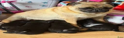 Pug dogs for sale: Kc registered Pug puppies for sale  in Plymouth - Advert 1
