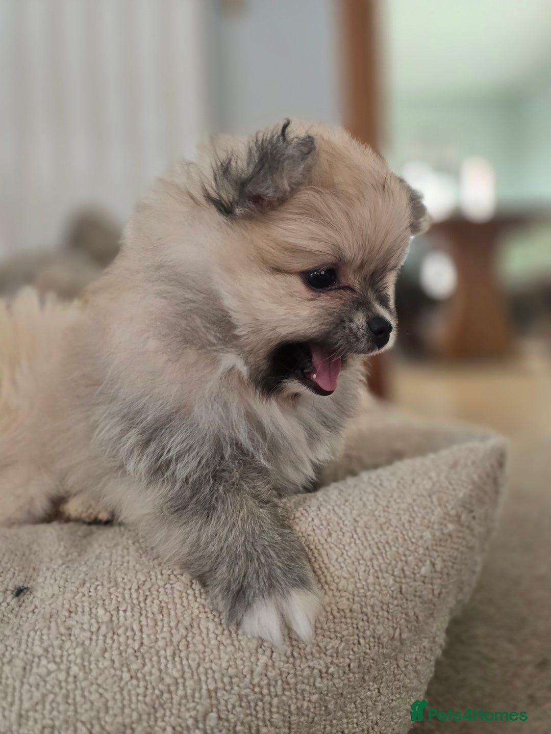 Pomeranian dogs for sale: Miniature Pomeranian Puppies For Sale  - Advert 9