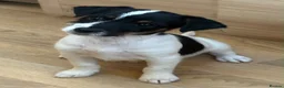 Jack Russell dogs for sale: Traditional short-legged Jack Russell puppy’s. - Advert 14