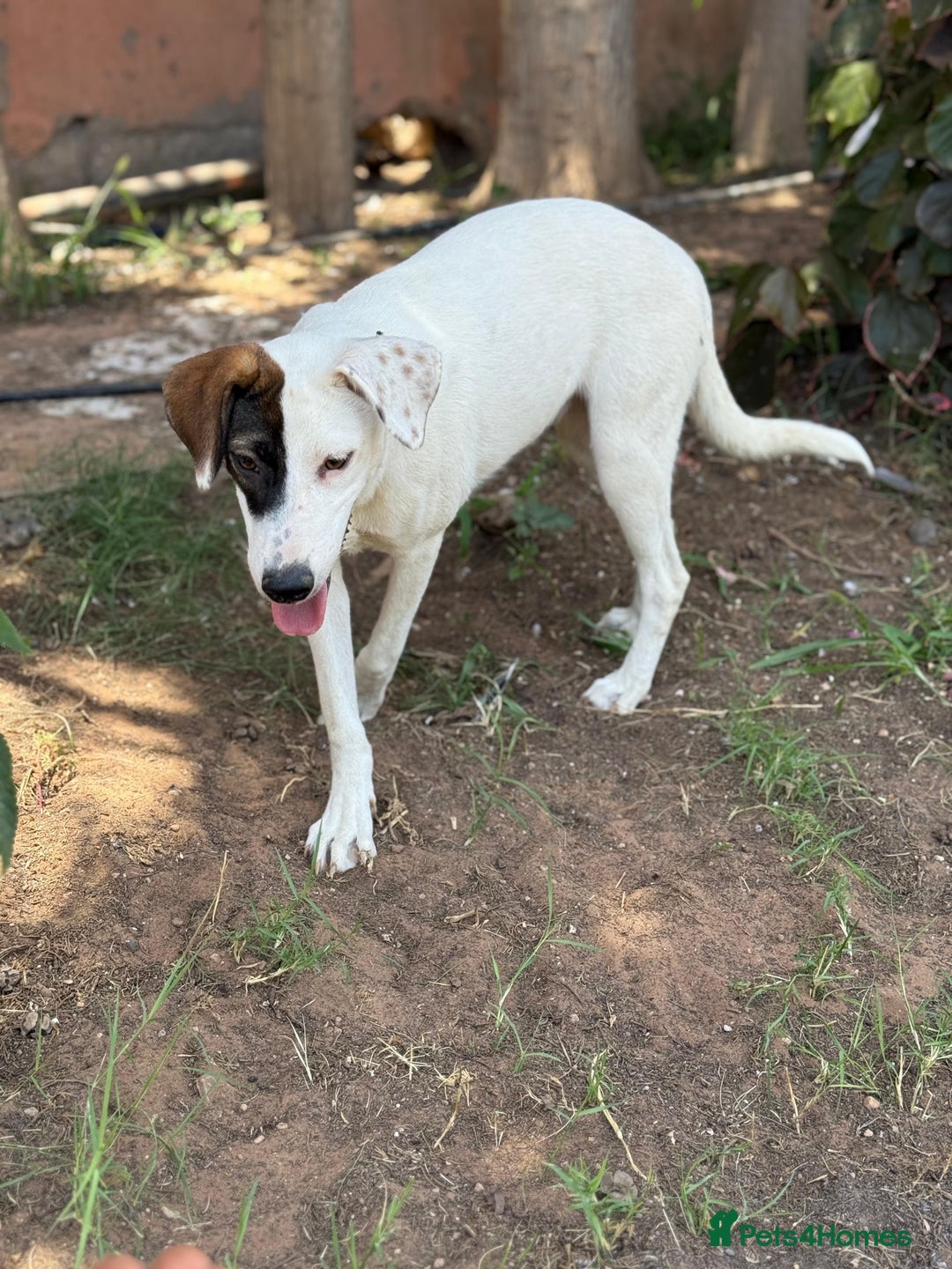 Mixed Breed dogs for sale: Mixed breed - Image 21