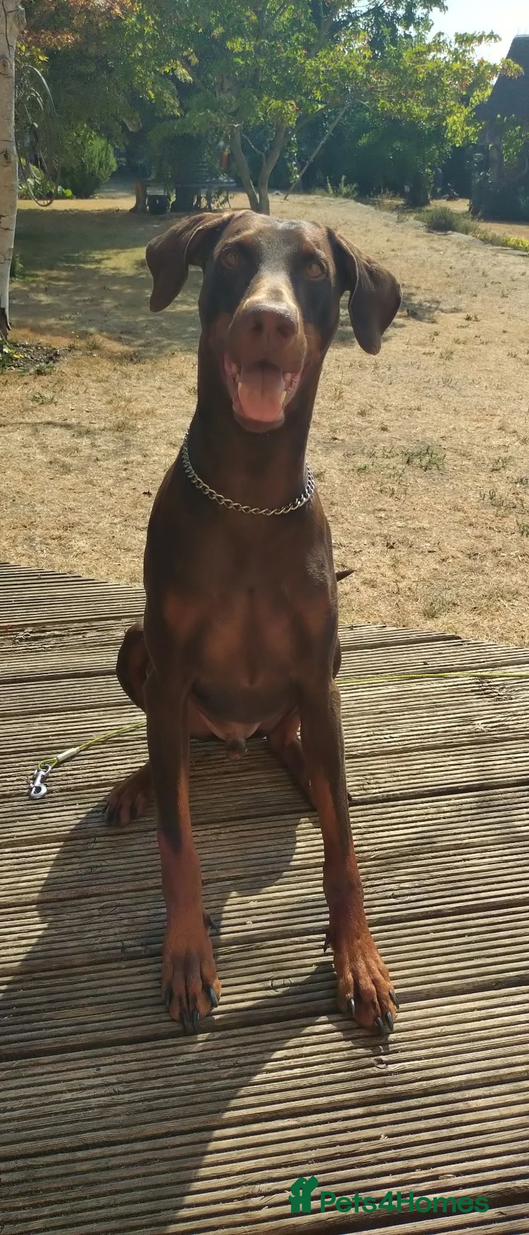 Dobermann dogs for sale: Dobermann adult for sale in Ware - Advert 7