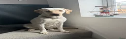 Labrador Retriever dogs for sale: KC Reg Fox Red / Blonde  Lab Puppies – Home Reared - Advert 20
