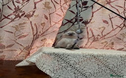 Ragdoll cats for sale: Cute ragdoll🌹🤎 - Image 20