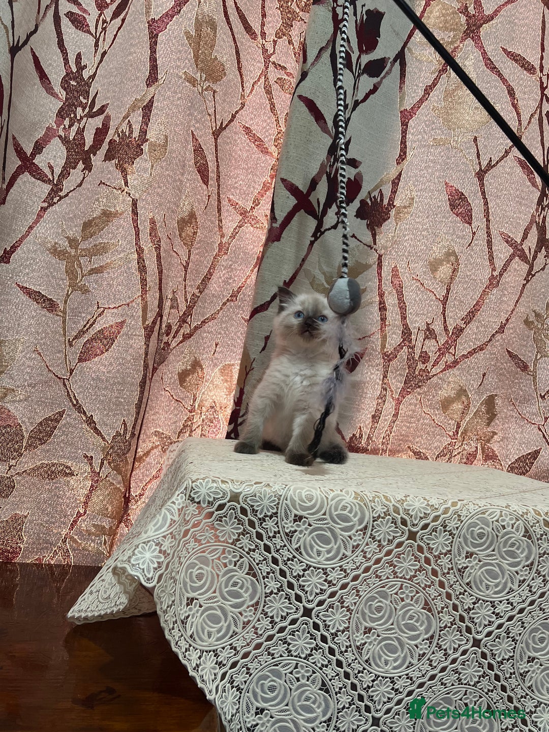 Ragdoll cats for sale: Cute ragdoll🌹🤎 - Image 20