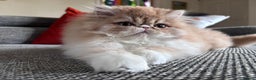 Persian cats for sale: Quality Persian Girls - Available Now - Advert 13