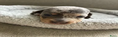 Miniature Dachshund 2