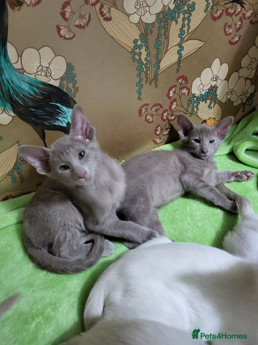 Oriental cats for sale: 7 GCCF Oriental & Siamese Kittens - Advert 27