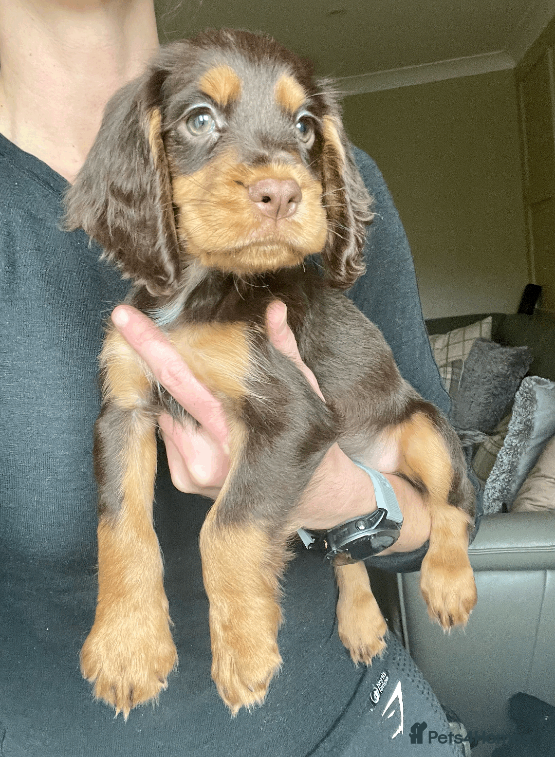 Cocker Spaniel dogs for sale: Cocker Spaniel Pups Outstanding Pedigree Lines! - Advert 26