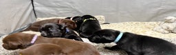 Labrador Retriever dogs for sale: Labrador puppies   - Advert 20