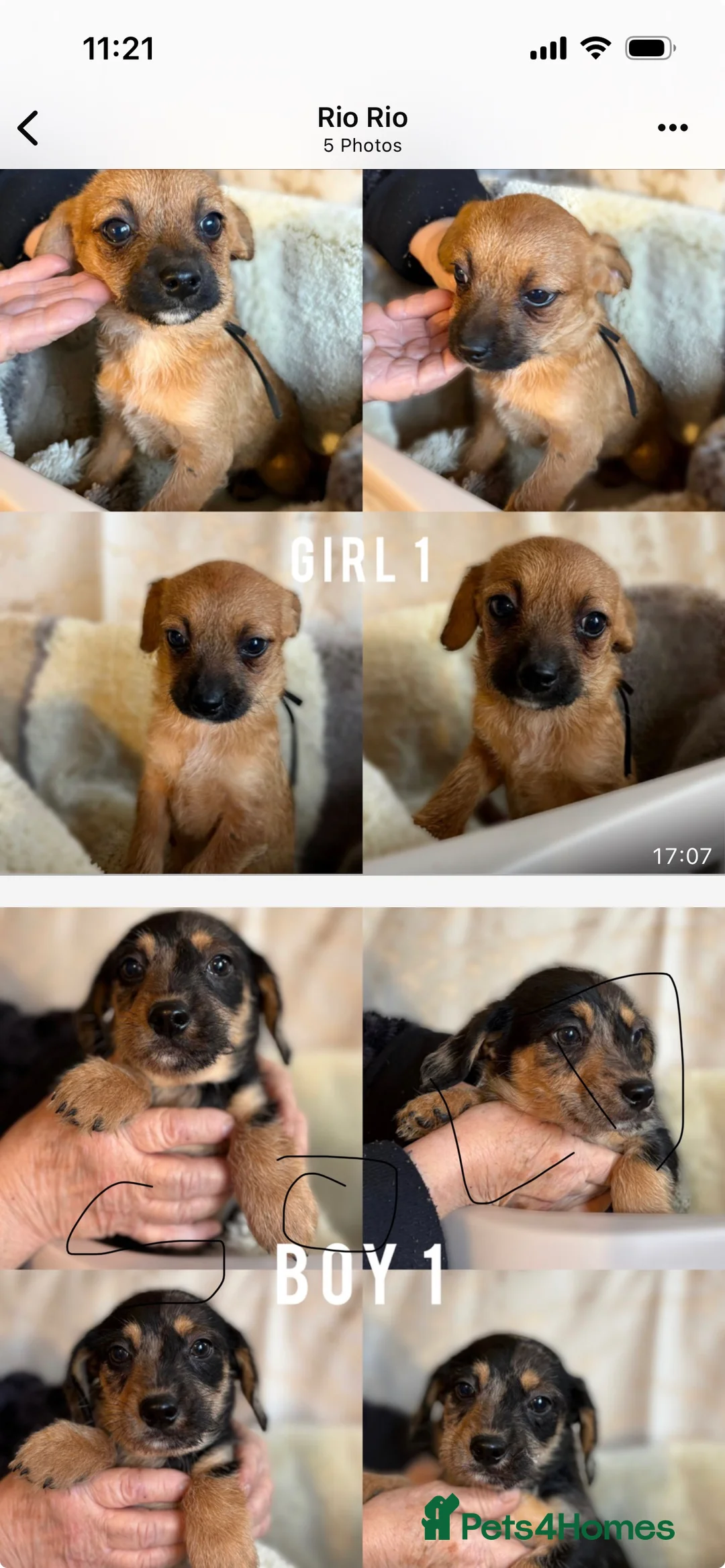 Jackapoo dogs for sale: Jackapoo puppies - Advert 5