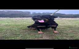 Rottweiler dogs for sale: Rottweiler puppy  - Image 8