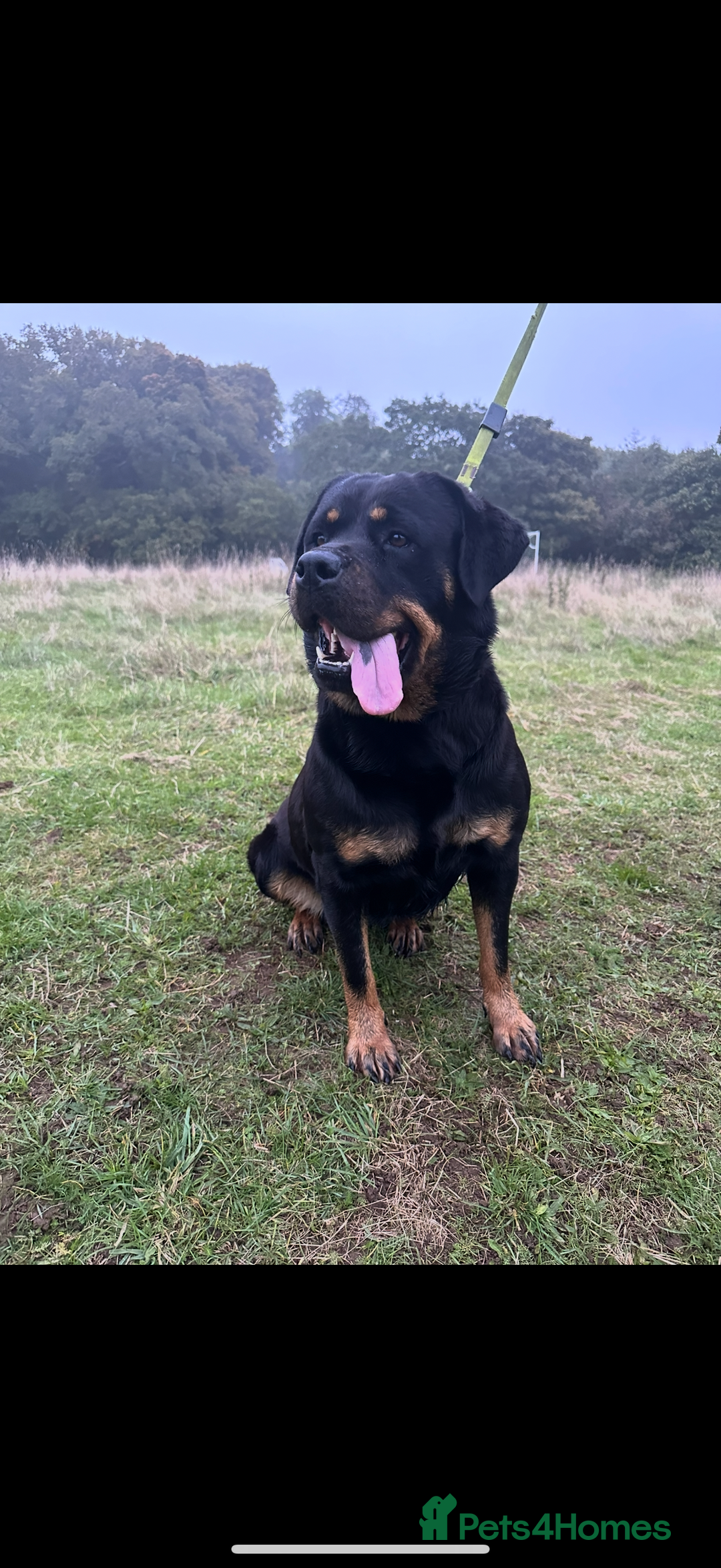 Rottweiler dogs for sale: Rottweiler puppy  - Image 8