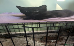 Mixed Breed cats for sale: Beautiful kittens - Image 13