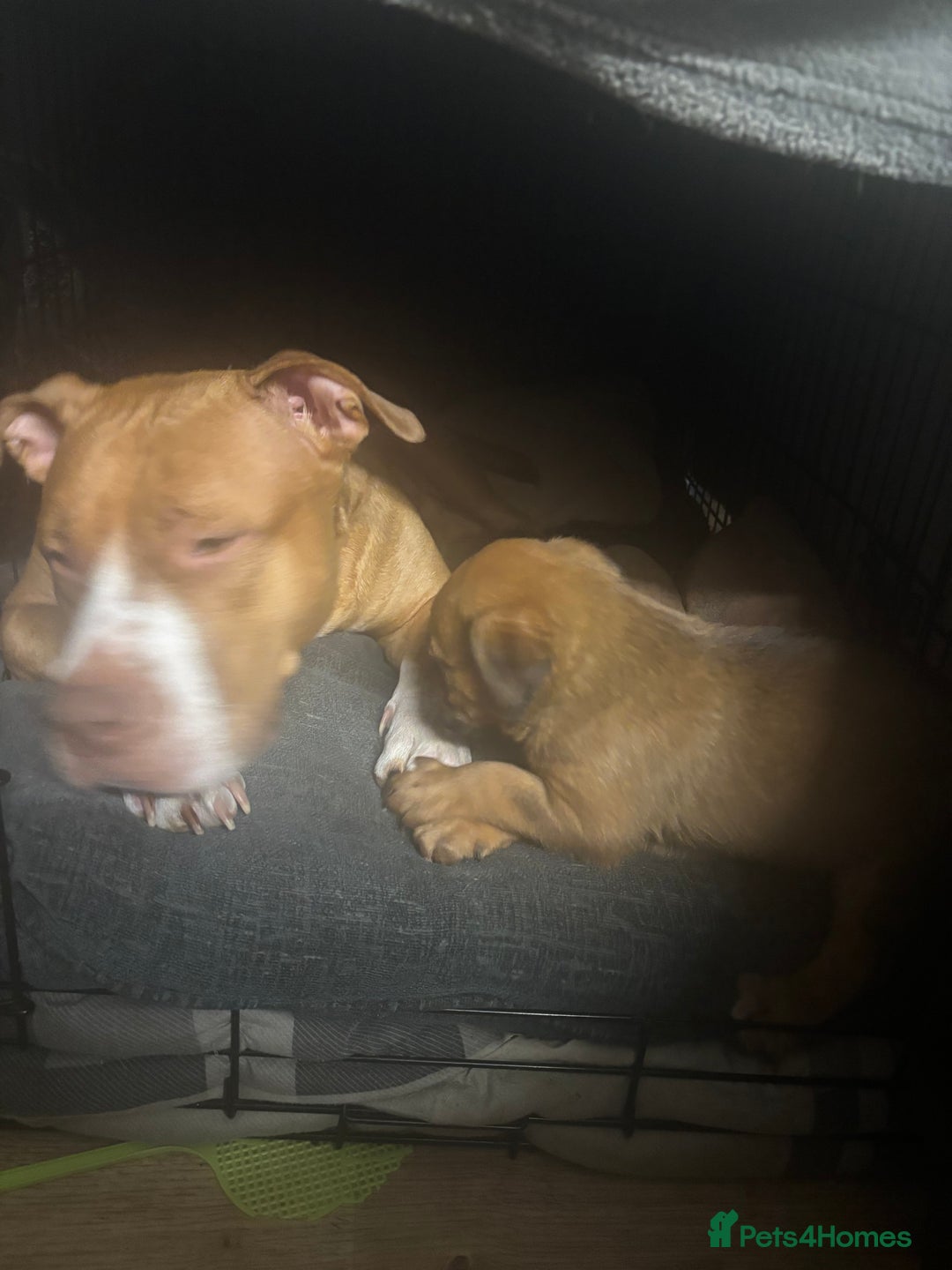 Mixed Breed dogs for sale: mastiffxrottweiler available now last 3 girls left - Advert 16