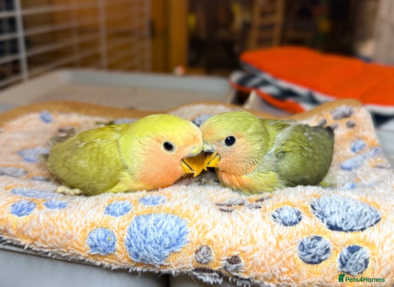 Lovebirds birds Lovebirds for Sale! - Advert 5