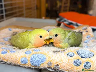 Lovebirds birds Lovebirds for Sale! - Advert 5