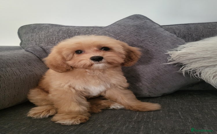 Cavapoochon dogs - Advert 4