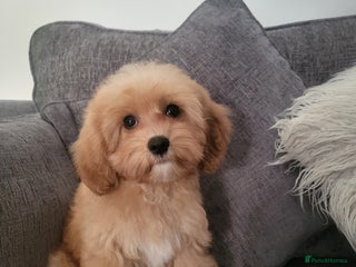 Cavapoochon dogs - Advert 32