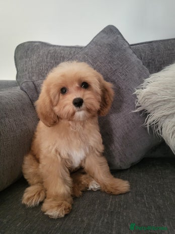 Cavapoochon dogs - Advert 4