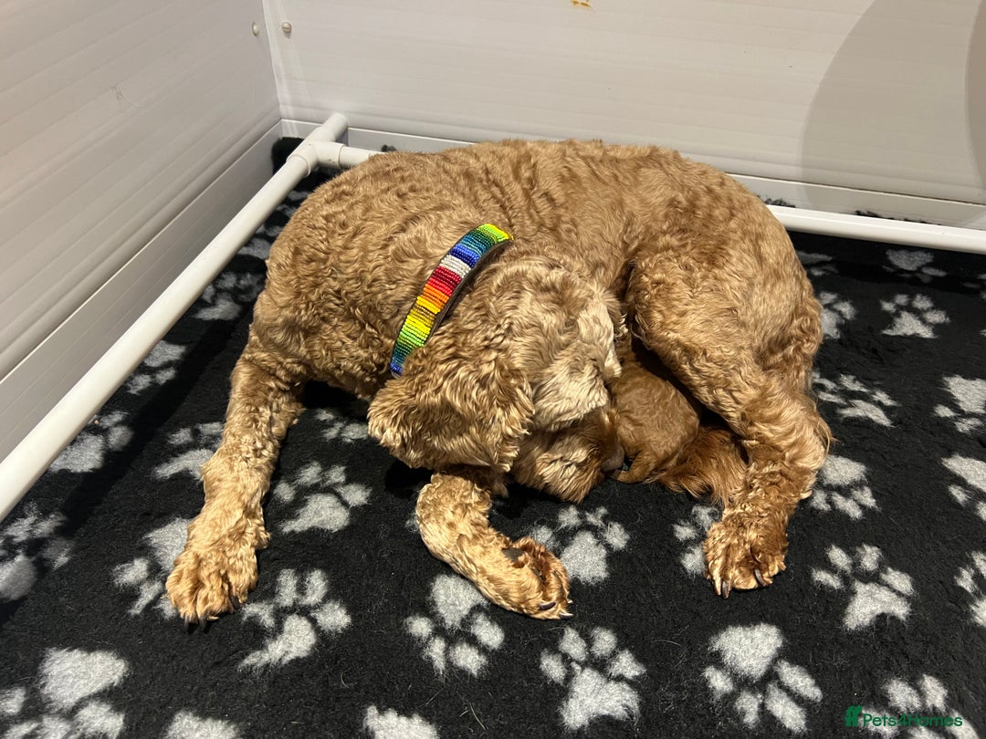 Cavapoo dogs for sale: Stunning F2 Bitch Available  - Advert 4