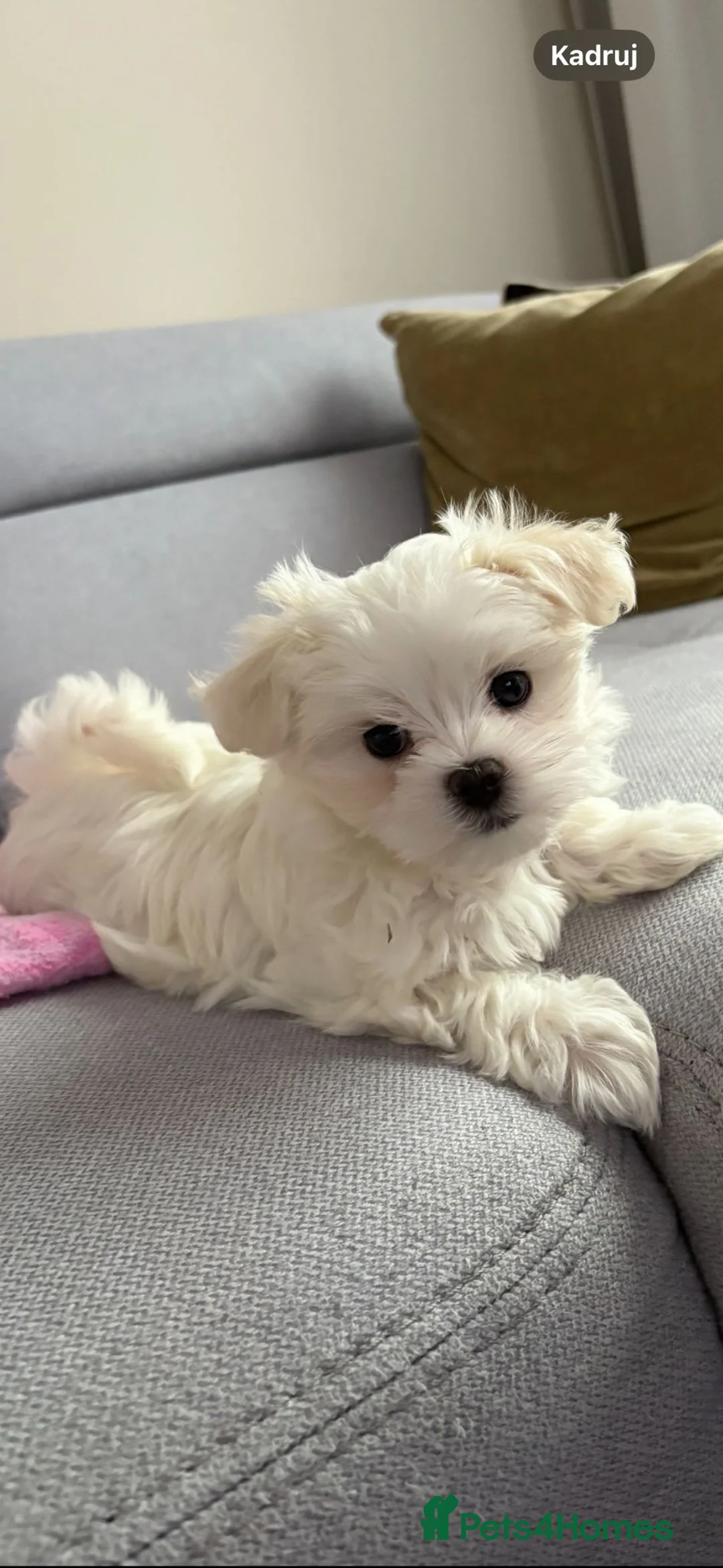 Maltese dogs for sale: Maltese puppies - Advert 9