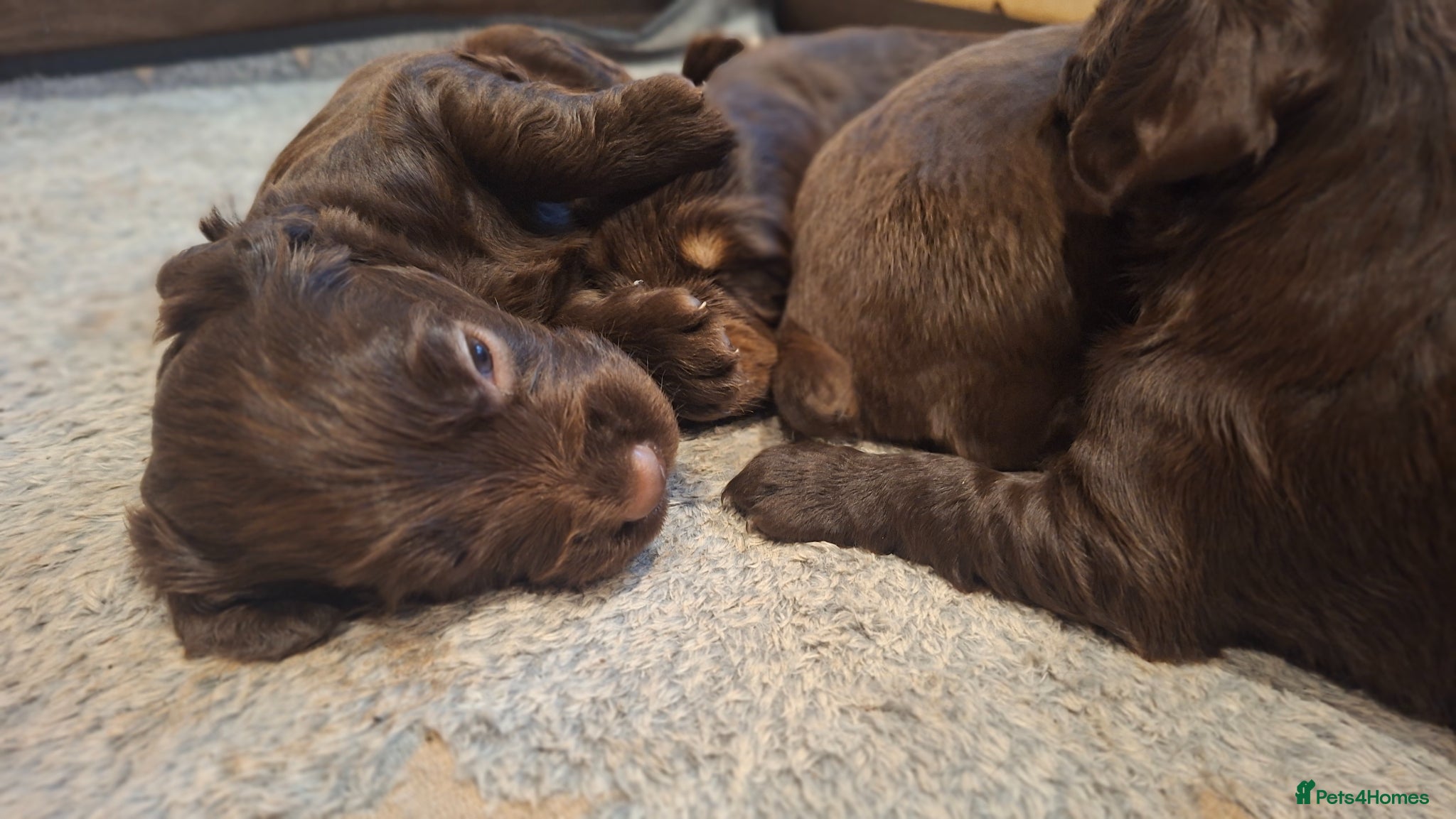Cocker Spaniel dogs Working Cocker Spaniel Puppies - Advert 2