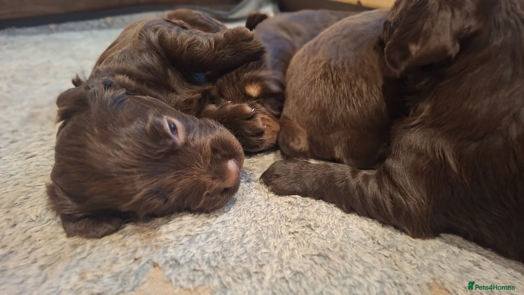 Cocker Spaniel dogs for sale: Working Cocker Spaniel Puppies - Advert 2