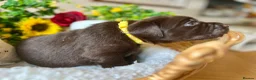 Labrador Retriever dogs for sale: STUNNING Chocolate Labrador Puppies  - Advert 11