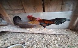 Chickens poultry for sale: Welsummer bantams for sale £40 for the pair  - Image 7