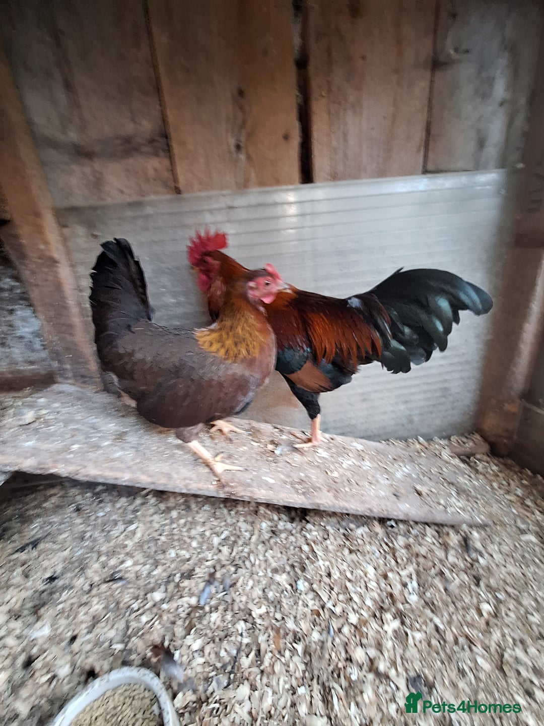 Chickens poultry for sale: Welsummer bantams for sale £40 for the pair  - Image 7