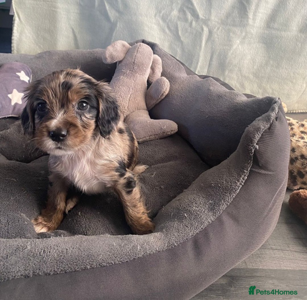 Cocker Spaniel dogs for sale: Cocker spaniel  puppies  - Advert 5