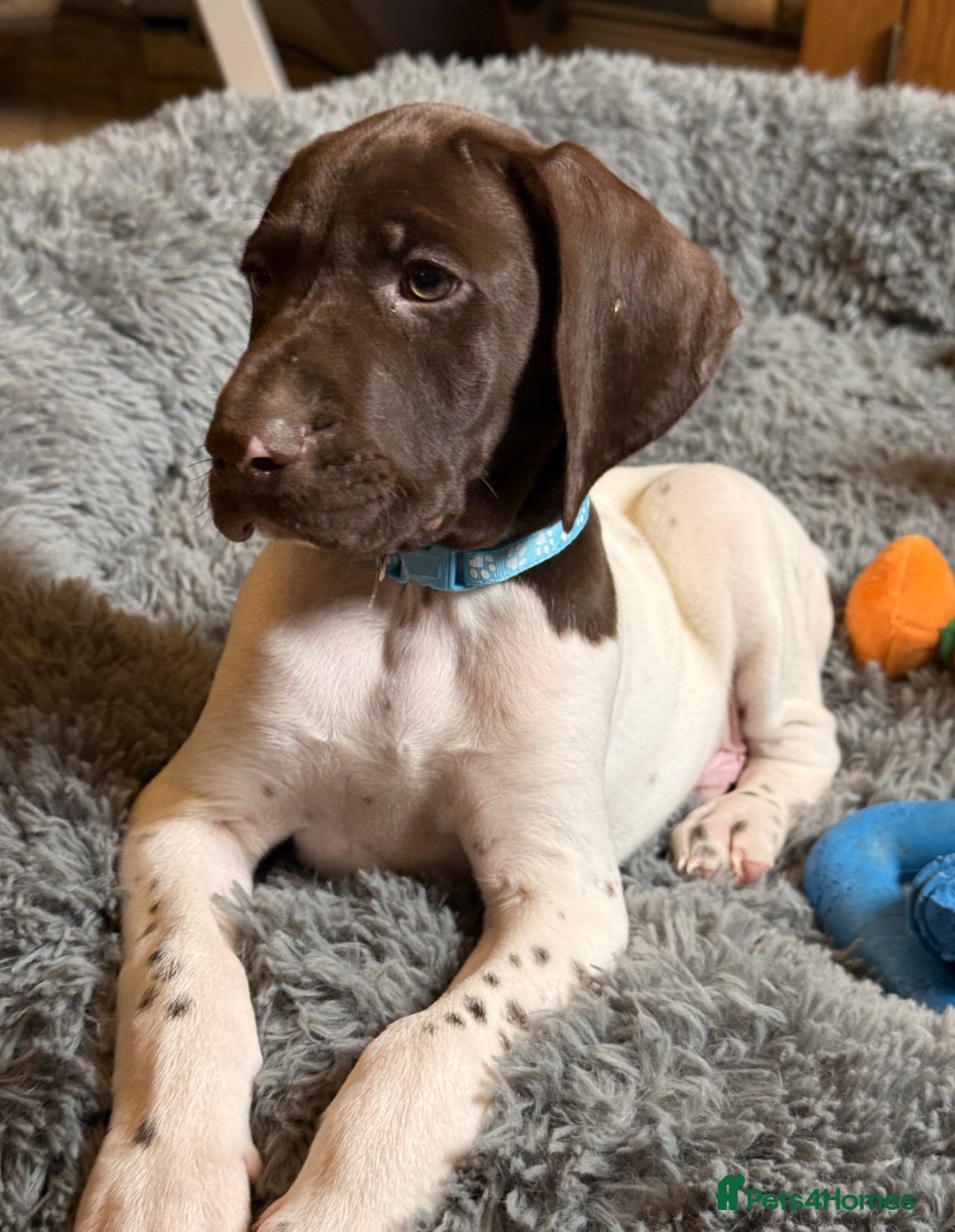 German Shorthaired Pointer dogs for sale: KC GSP Pups Health Tested Parents - Advert 23