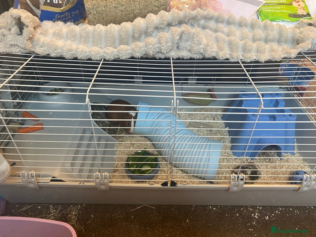 Guinea Pig rodents for sale: Cinnamon and peanut (comes with everything) - Advert 7