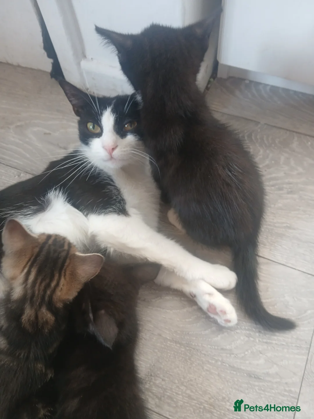 Mixed Breed cats for sale: Tuxedo/Tabby kittens 8 weeks old - Advert 2