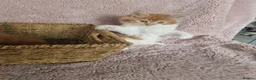 Norwegian Forest Cat cats for sale: Beautiful ginger Norwegian Forest fluffy kittens  - Advert 14