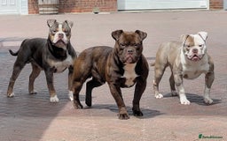 Old Tyme Bulldog dogs for stud: Exceptional 5⭐️Licensed & Registered 23 years expe in Wisbech - Image 4