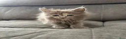 Maine Coon cats for sale: Mainecoon kittens  - Advert 2