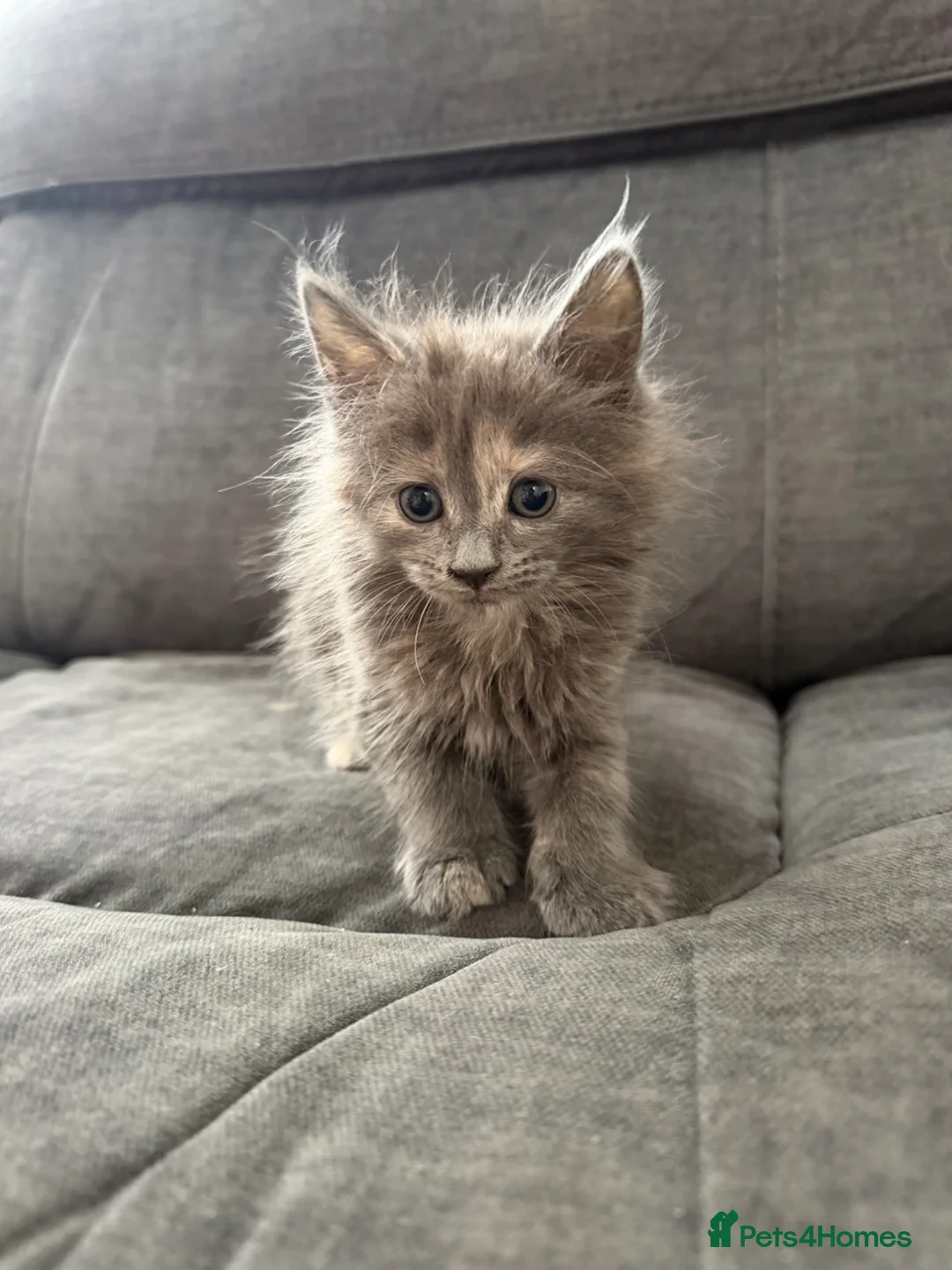 Maine Coon cats for sale: Mainecoon kittens  - Advert 2