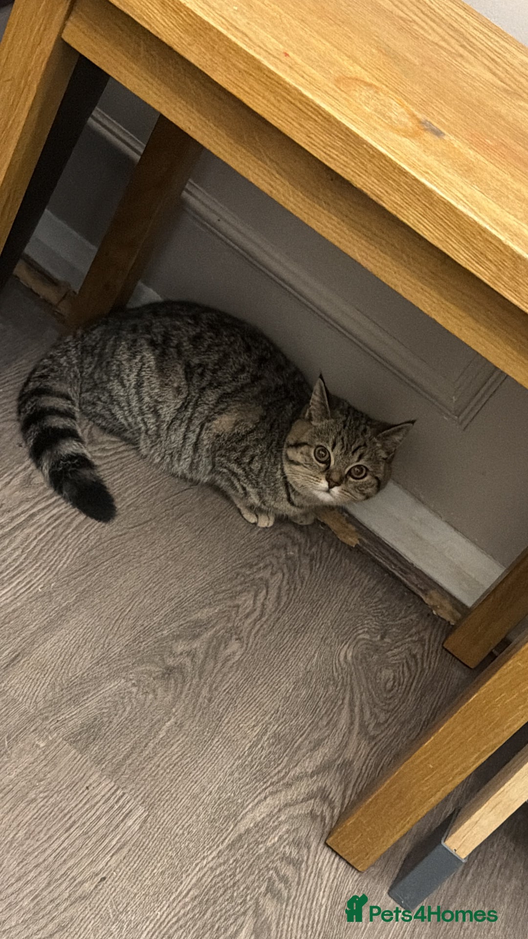 British Shorthair cats for sale: Beautiful BSH Kitten - Nala - Advert 1