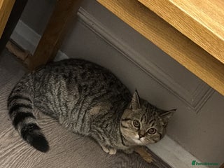 British Shorthair cats Beautiful BSH Kitten - Nala - Advert 1