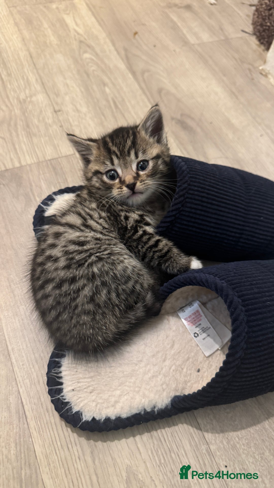 Domestic Shorthair cats for sale: 6 beautiful mixed breed kittens - Advert 8