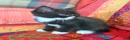 Mixed Breed cats for sale: GORGEOUS MAINE COON X PERSIAN KITTENS  - Advert 18