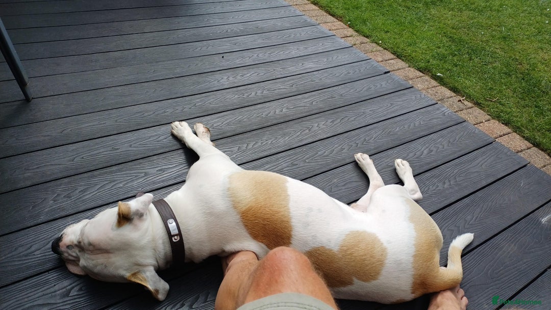 American Bulldog dogs for sale: Beautiful American Bulldog - Image 5