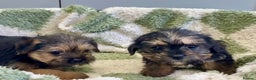 Mixed Breed dogs for sale: Norfolk Border cross puppies - Advert 11