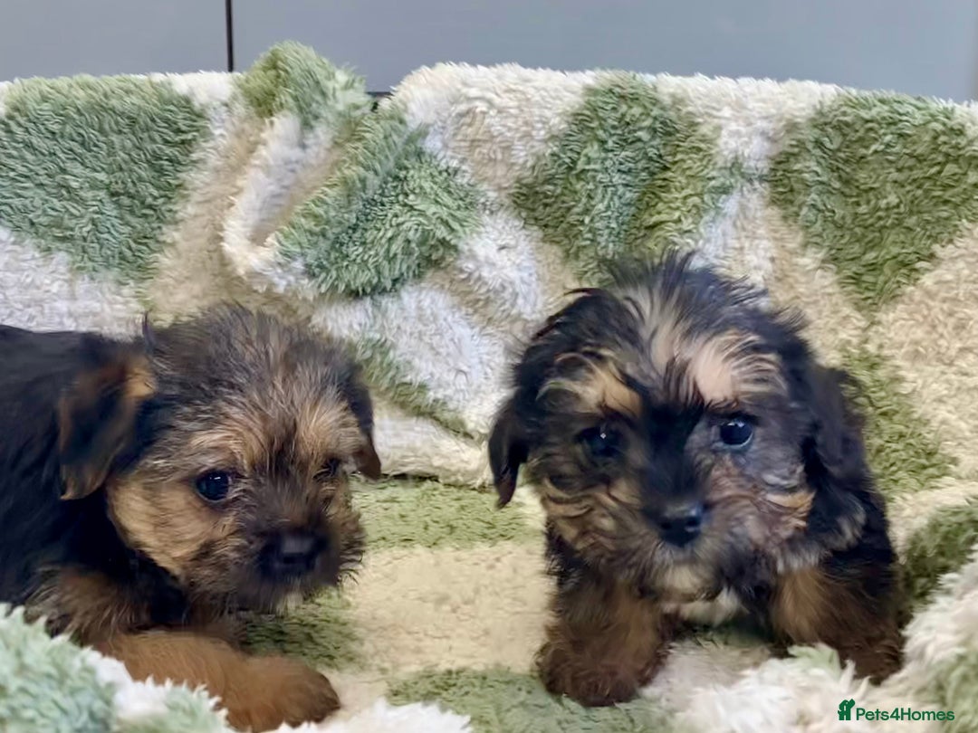 Mixed Breed dogs for sale: Norfolk Border cross puppies - Advert 11